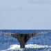 whale_humpback_h_00091_dom2127.jpg